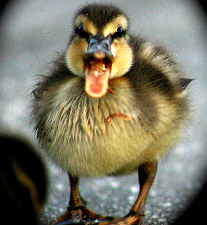 baby duckling picture caption