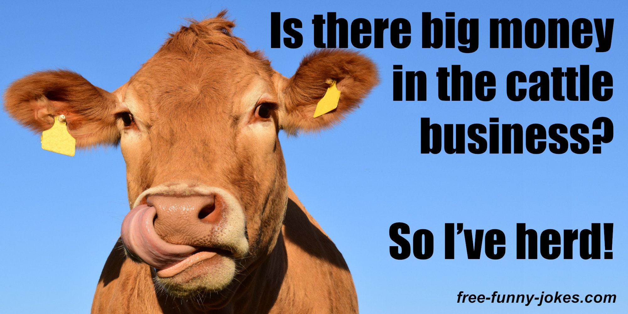 Funny Cow Jokes One Liners : Bghlbt3n6yn6im : Give yourself some quick ...